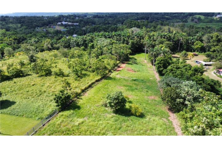 Robles Puerto Rico San Sebastián