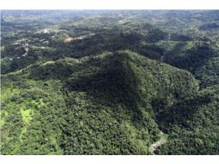 Hacienda Collores - 174 Acres of Fertile Land