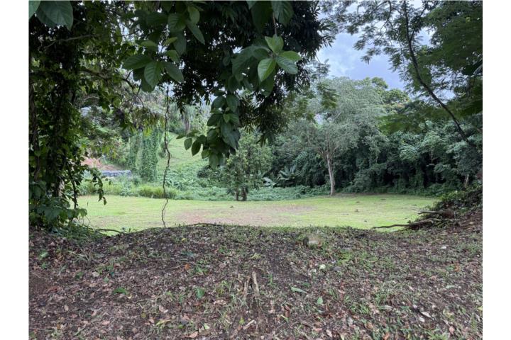 Pasto Puerto Rico Aibonito