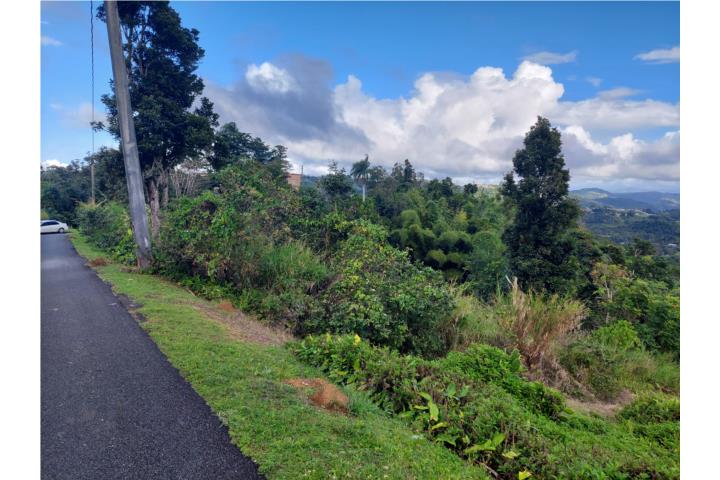 Helechal Puerto Rico Barranquitas