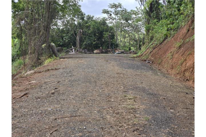 Feijó Puerto Rico Naranjito