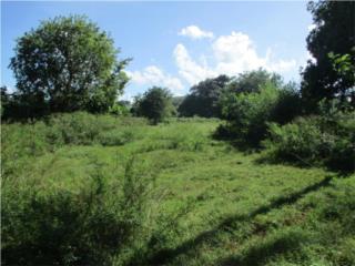 SOLAR/FINCA  BO. MEMBRILLO - CAMUY
