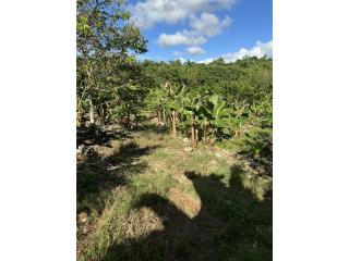 BO:PILETAS,LARES,FINCA DE 8 CDAS,FRUTOS,$120K