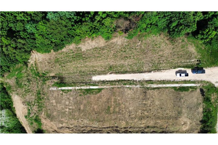 Jaguas Puerto Rico Ciales