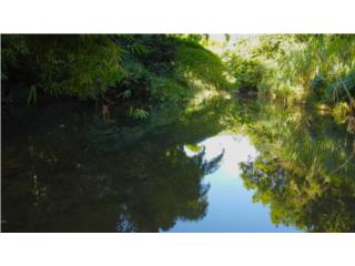 Terreno con R�o y �rboles Maderables,Carolina
