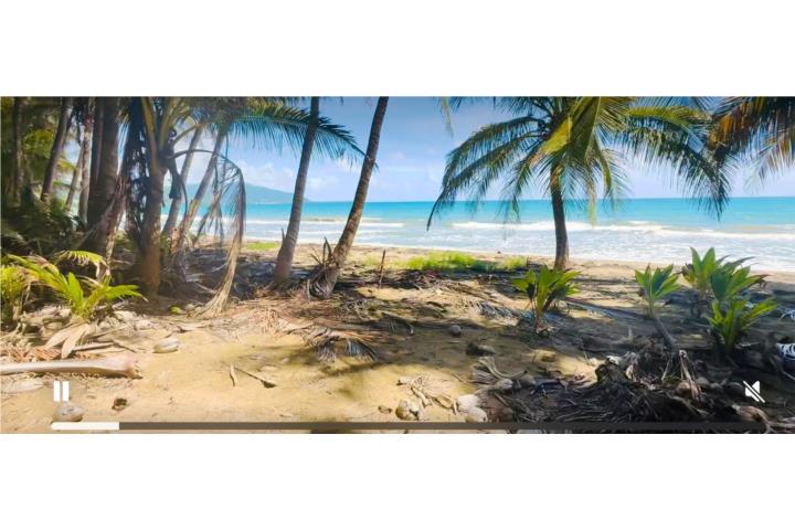 Palmas Puerto Rico Arroyo