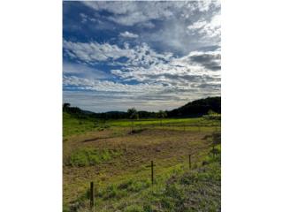 FOR SALE � AGRICULTURAL & CATTLE 86 Acre FARM