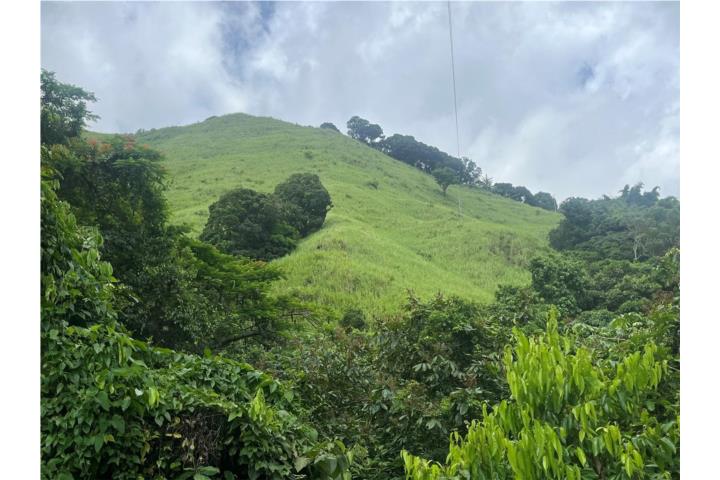 Rubias Puerto Rico Yauco