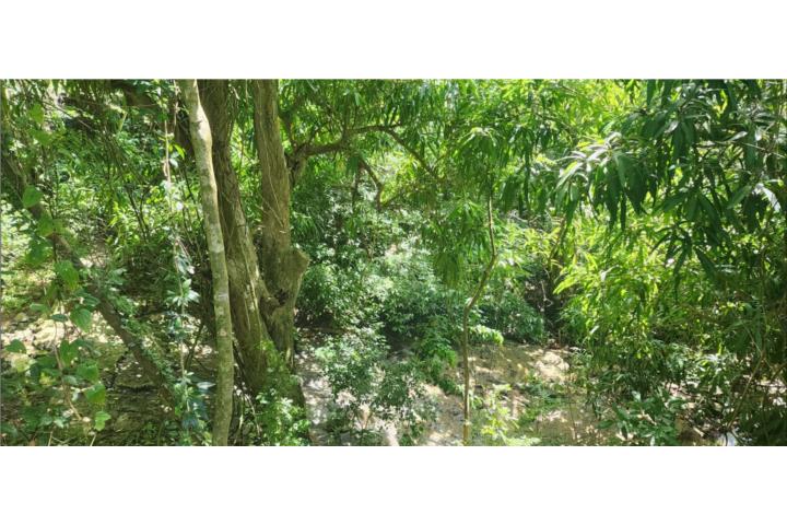 Carr. 412, Km. 4.8, Calle Pascual Nieves, Lote 4