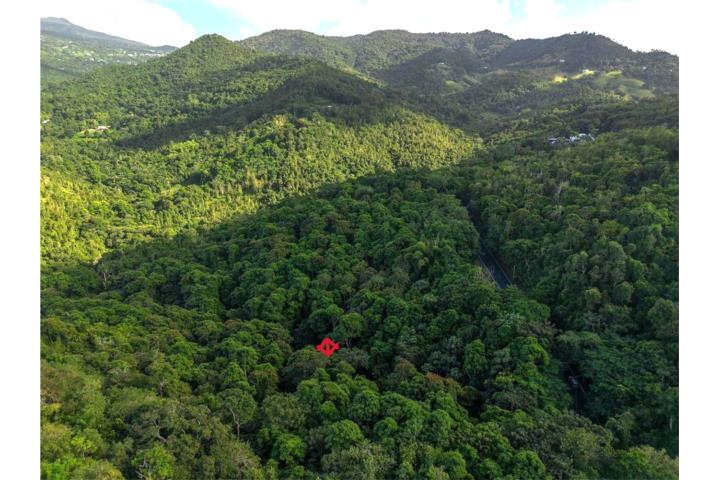 Cedros Puerto Rico Carolina