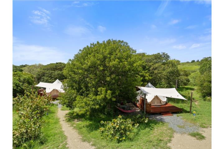 Pitahaya Puerto Rico Cabo Rojo