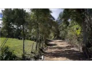 FINCA DE TECA- CAMUY