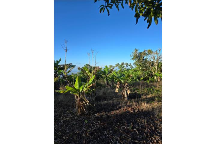 Lot in Rubias, Yauco