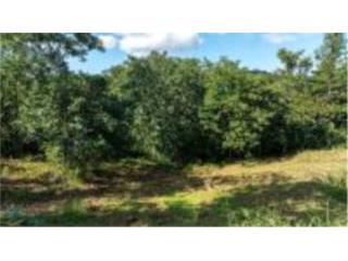 6.99 acres of privacy, fertile soil, and flow
