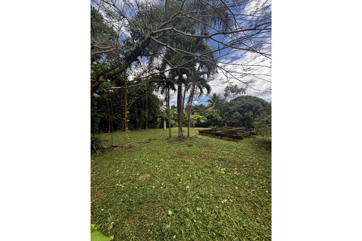 Guzman Arriba Puerto Rico