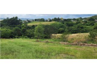Papayo Puerto Rico