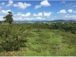 Bo. Turabo Ward, Caguas