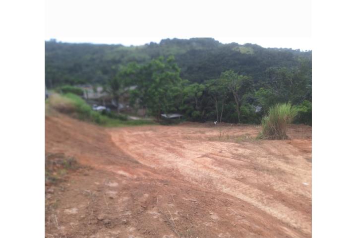 Palmarejo Puerto Rico Corozal