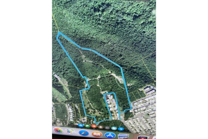 Jacaranda Puerto Rico Ponce