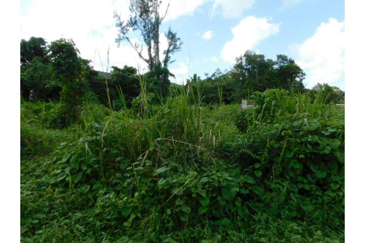 Zarzal Puerto Rico
