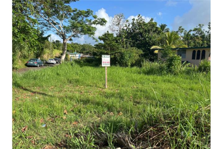 Lirios Puerto Rico Juncos