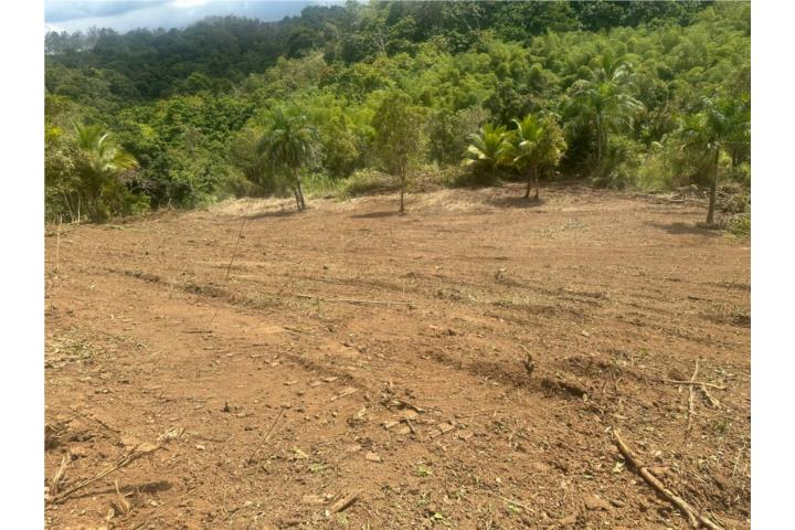 PRECIOSA FINCA DE 6.