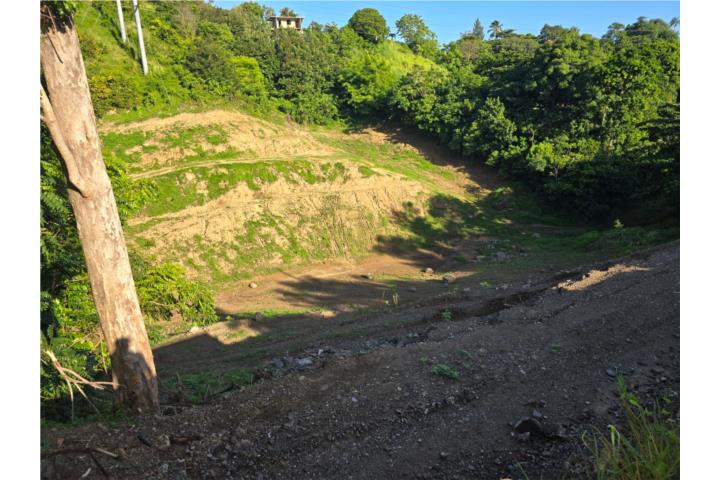 Naranjo Puerto Rico Aguada