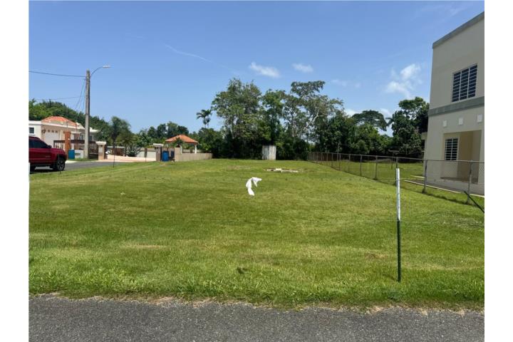 Aceitunas Puerto Rico Moca