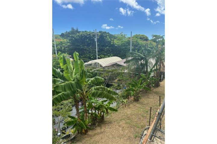 Carraizo Puerto Rico Trujillo Alto