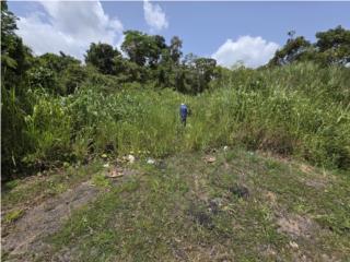 Finca Bo. Morovis sur con acceso a la PR-137 