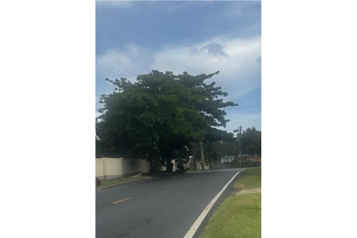 Yeguada Puerto Rico Vega Baja