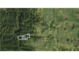 FINCA CON COLINDANCIA AL RIO DE CAMUY