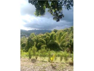 FINCA EN EXCELENTE UBICACION CAYEY 2 CUERDAS!