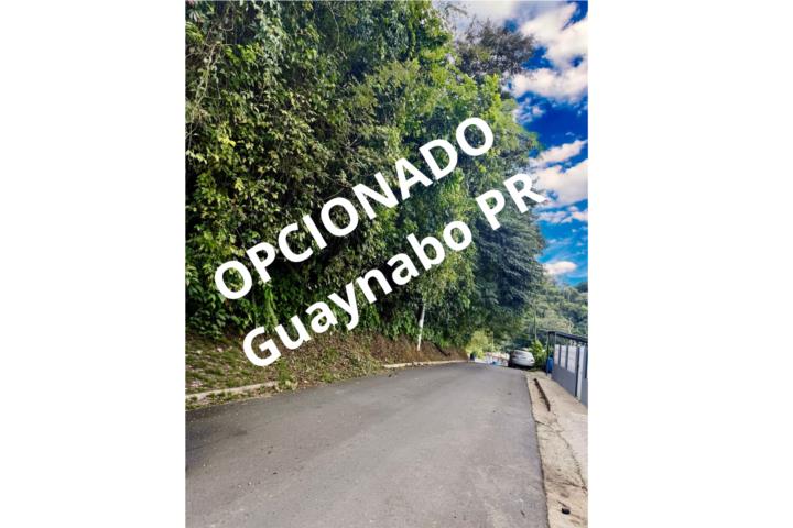 Mamey Puerto Rico Guaynabo