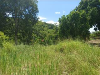 Yauco Almacigo Alto 65 cds 190K