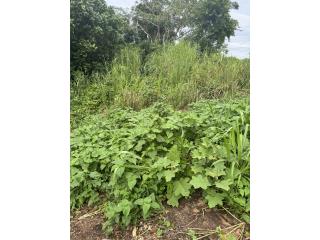 BO:STA OLAYA,BAYAMON,1\2 CDA,MANANTIAL,$45K