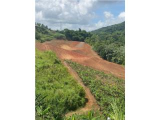 Finca en el Bo. Bayamoncito, Aguas Buenas