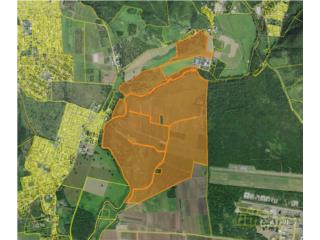 Cintrona|Large-scale production| 465 ACRES