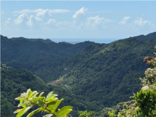 308 cuerdas a la venta en Ponce