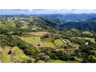 57 Acres Farm in Barranquitas