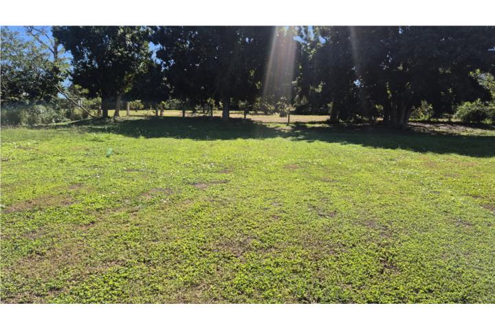 Bejucos Puerto Rico Isabela