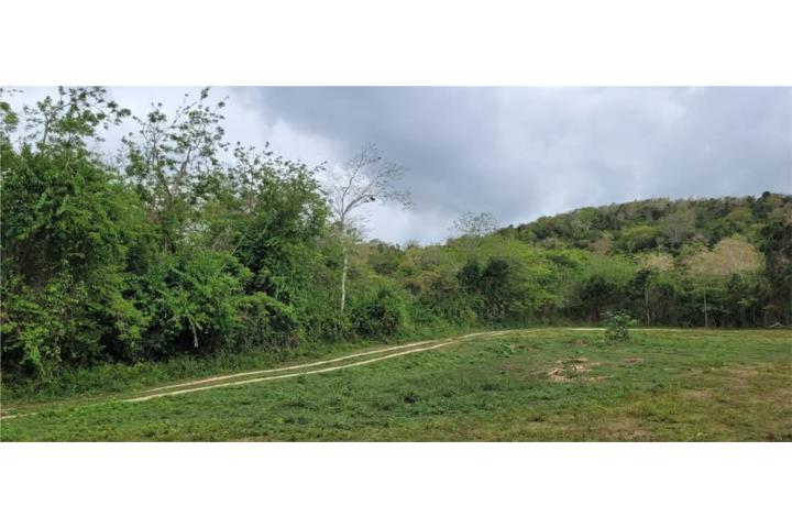 Coto Puerto Rico Isabela