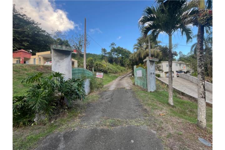 Beatriz Puerto Rico Cidra