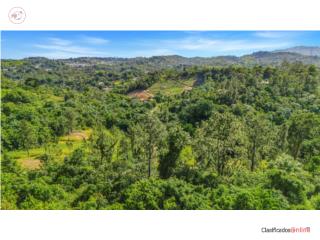 Bo. Beatriz, sector Monticello Cidra ...