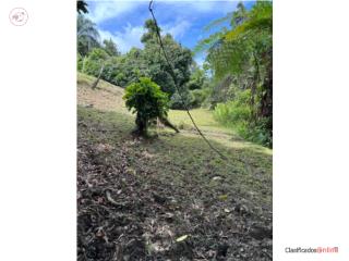 FINCA DE 4.5 CUERDAS EN BO. PITAHAYA LUQUILLO