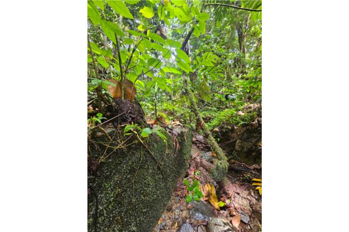 Ubicada en el sector Maizales de Naguabo, en las faldas tropicales cercanas a El Yunque, esta propiedad agrícola de 14.