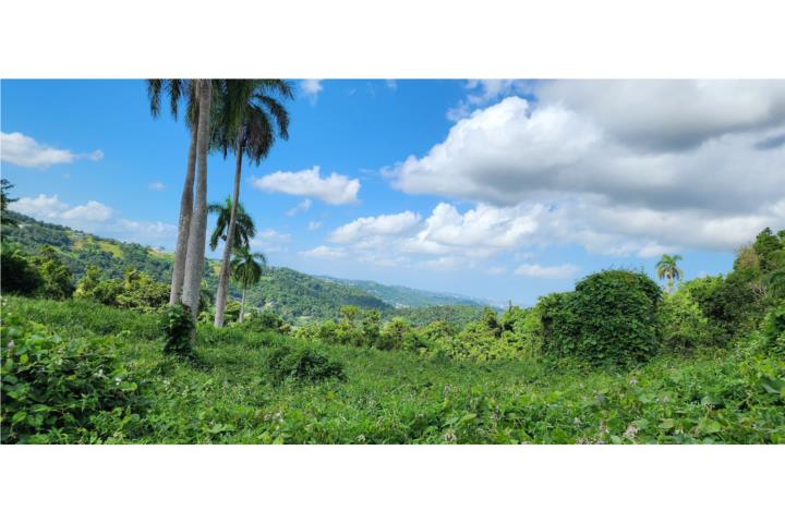 Cienaga Alta Rio Grande PR