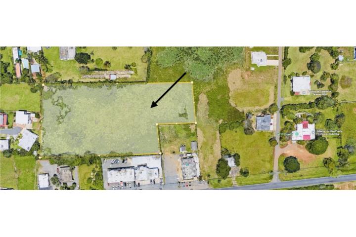 Aguacate Puerto Rico Aguadilla