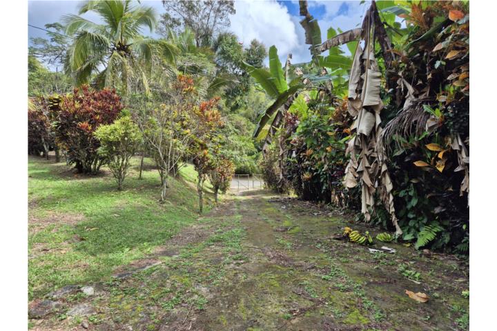 Bo. Maraguez, El Collado. Finca 4 cuerdas
