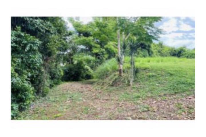 Terreno, 50 Cuerdas, Km.24 PR-1, La Muda